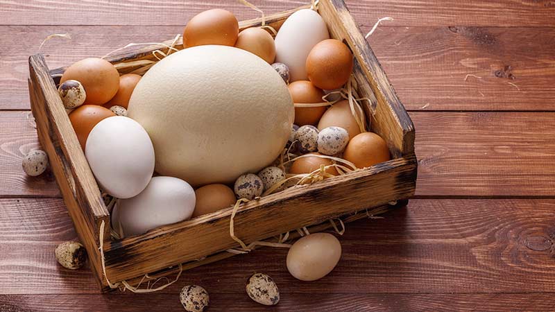 verschillende soorten eieren: kip, eens, struisvogel, kwartel...